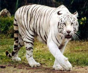 Puzzle Λευκής τίγρης
